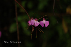 Impatiens viscosa